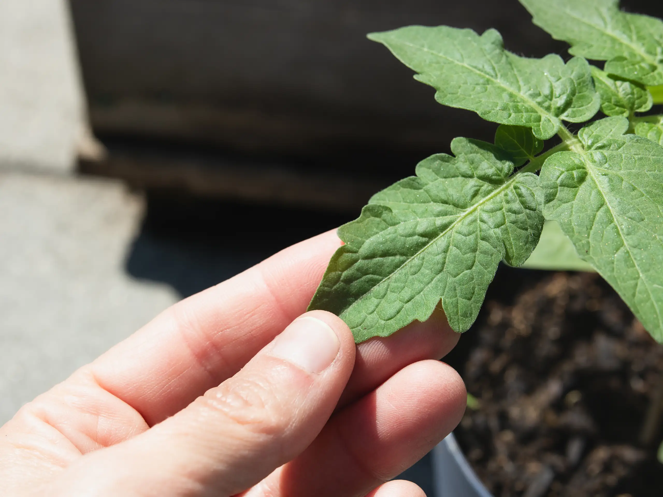 Tomato seedlings in small pots sitting on a shaded patio table outdoors during hardening off, with dappled light and a gentle breeze, real photo style