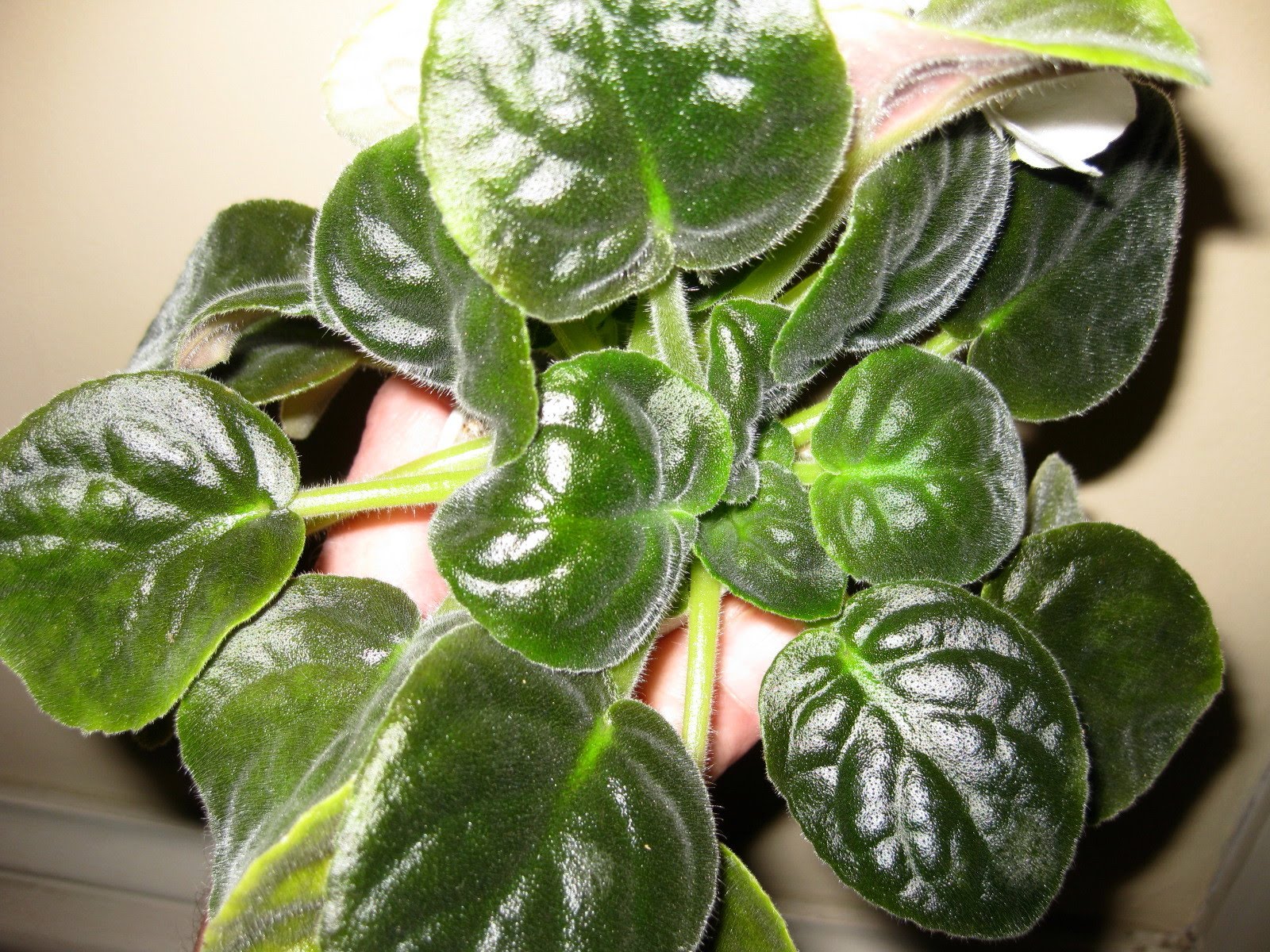 Top-down view of an African violet crown showing the tight center growth point and fuzzy leaves, with the soil surface visible below