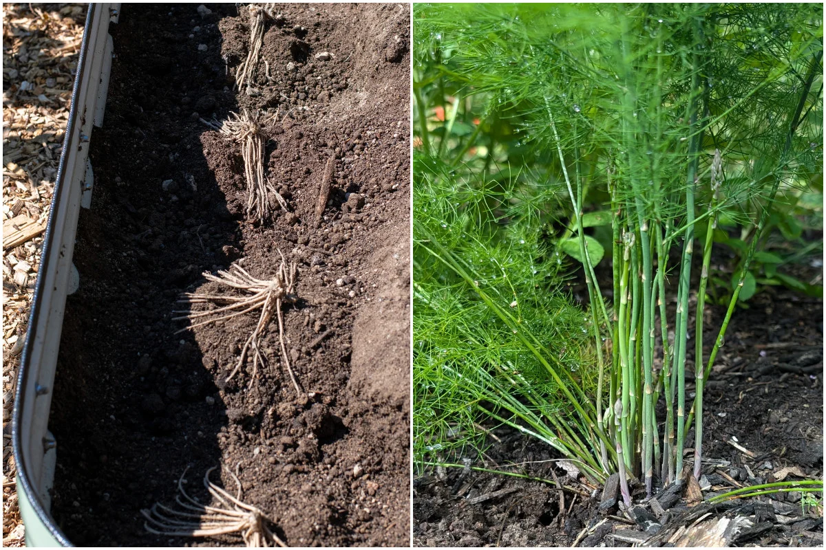 Trench planting diagram showing crown set on a soil mound with roots fanned out, correct depth marked, and soil gradually filled in.