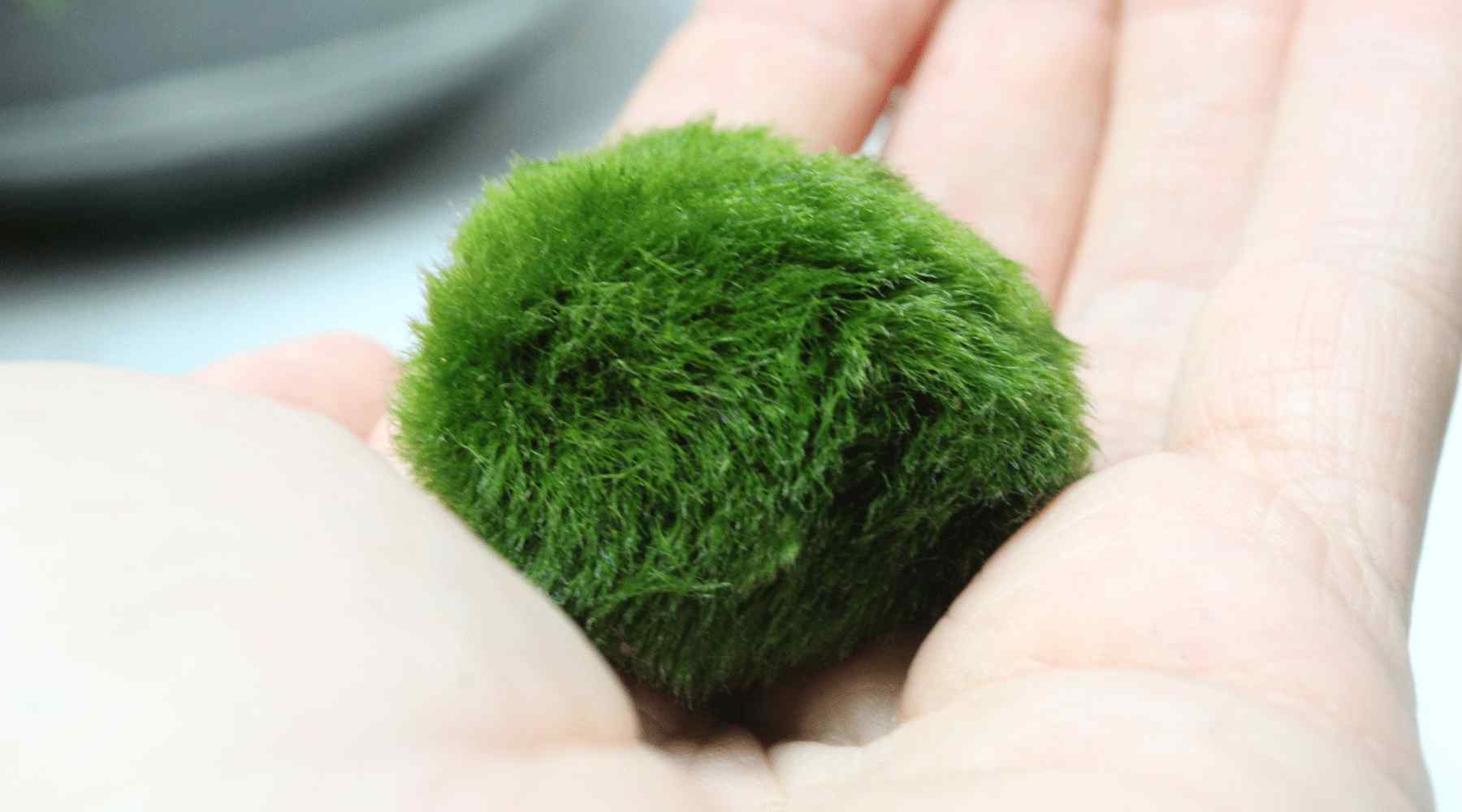 Two hands gently rolling a marimo moss ball underwater in a glass bowl, showing careful handling and maintenance