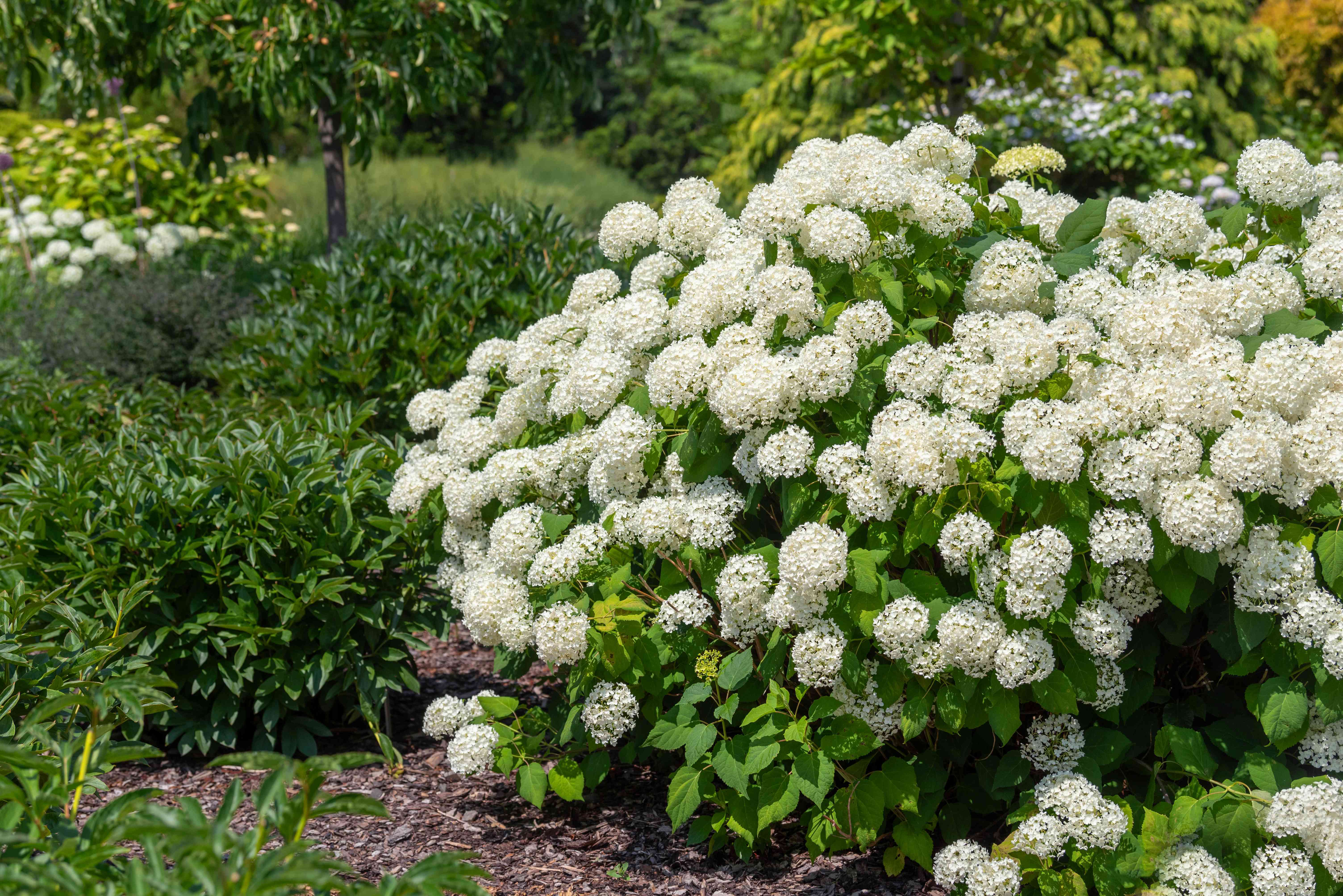 Two-panel comparison showing smooth hydrangea cut back low to 12 inches versus thinned and shortened to 24–36 inches for structure.