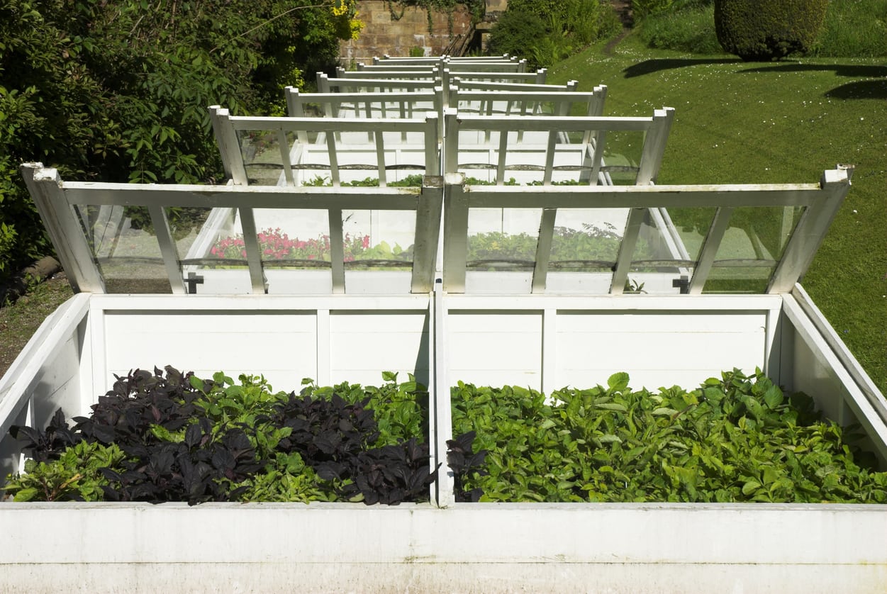 Vegetable seedlings in cell trays sitting inside an open cold frame on a sunny day, with the lid propped up for airflow