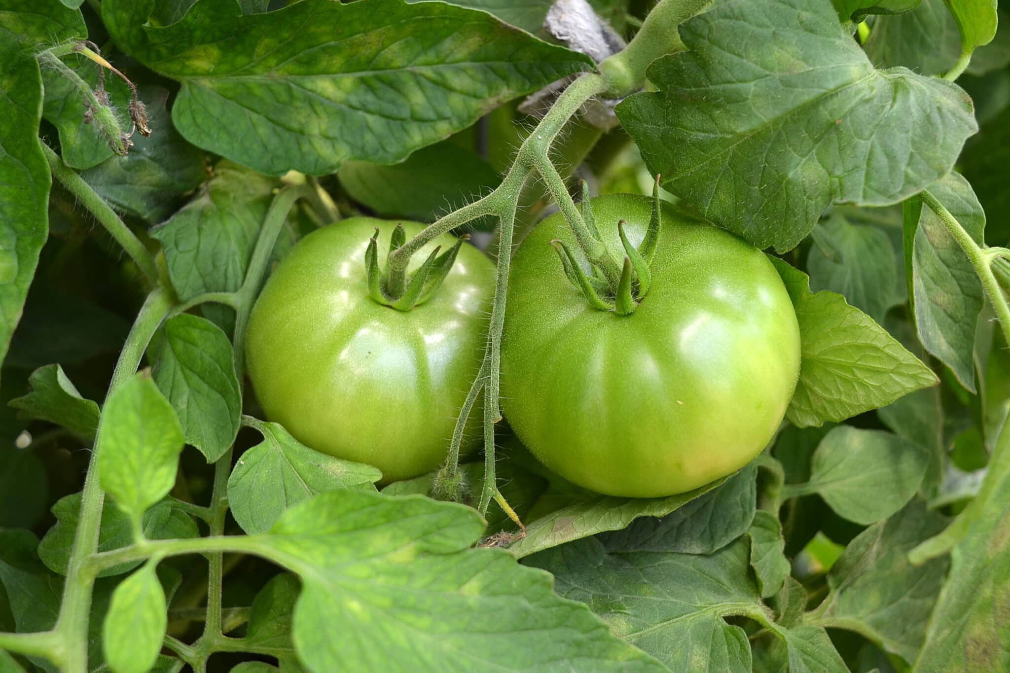 Very leafy tomato plant with dark green foliage and clusters of green tomatoes hidden under thick growth