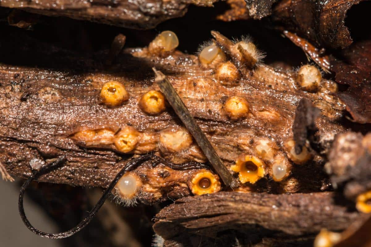 Wood mulch with small cup-like artillery fungus fruiting bodies visible on damp wood chips